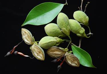 Thông tin bước đầu về phân loại cây Dó bầu đang trồng rộng rãi tại Việt Nam.