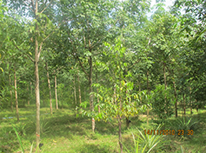 Examination of Fungi Species Found in Naturally Infected Agar Wood from Some Localities of Myanmar